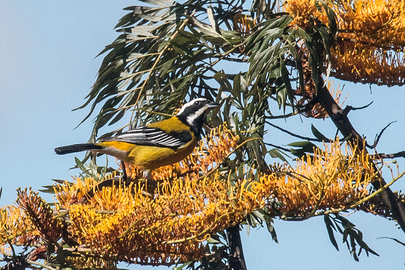 Jamaican Spindalis, A Jamaican Endemic, Abbey Green Estate, Jamaica