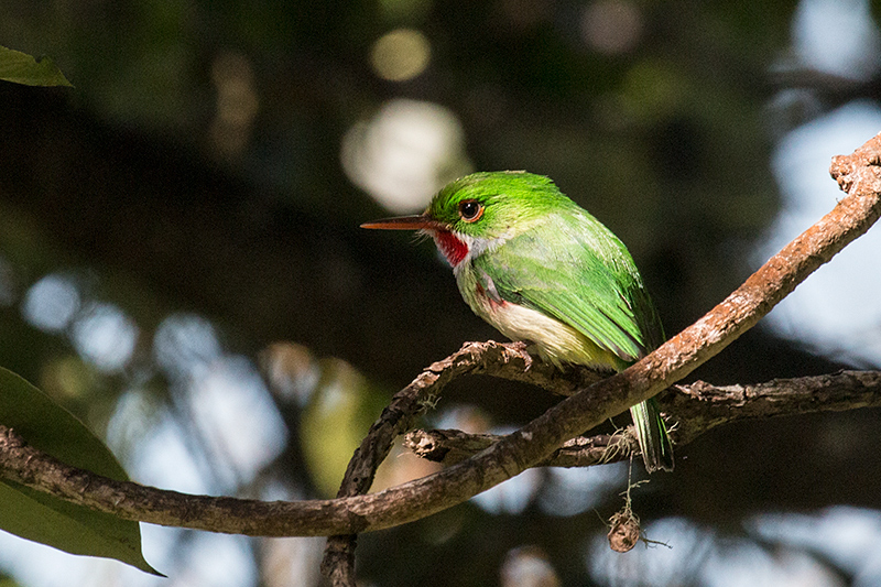 Jamaican Tody, Abbey Green Estate, Jamaica