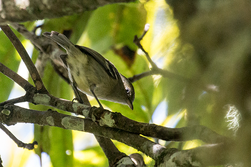 Jamaican Vireo, Abbey Green Estate, Jamaica