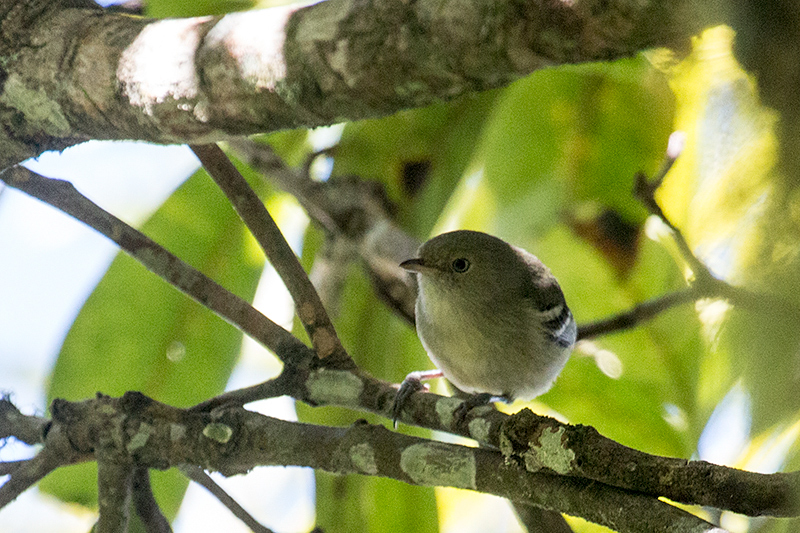 Jamaican Vireo, Abbey Green Estate, Jamaica