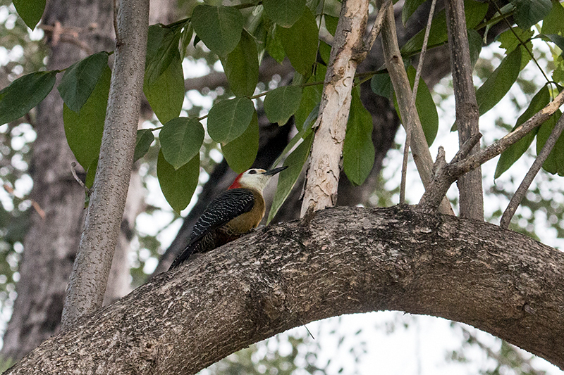 Jamaican Woodpecker, A Jamaican Endemic, Hope Gardens, Kingston, Jamaica