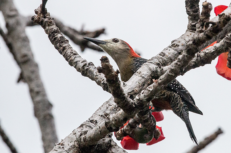 Jamaican Woodpecker, A Jamaican Endemic, Hope Gardens, Kingston, Jamaica