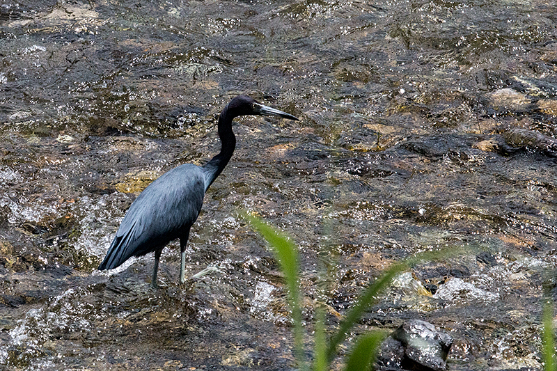 Little Blue Heron, Jamaica