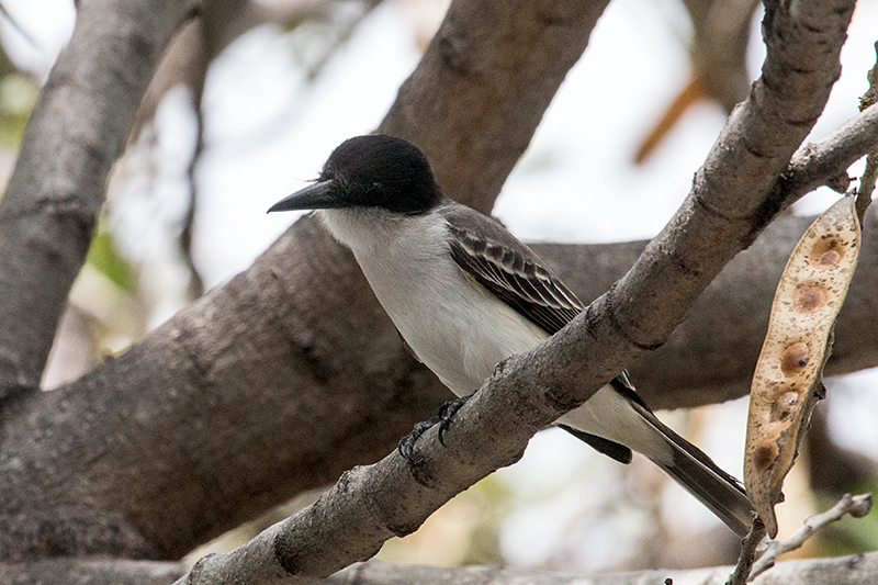 Loggerhead Kingbird, Knutsford Court Hotel, Kingston, Jamaica