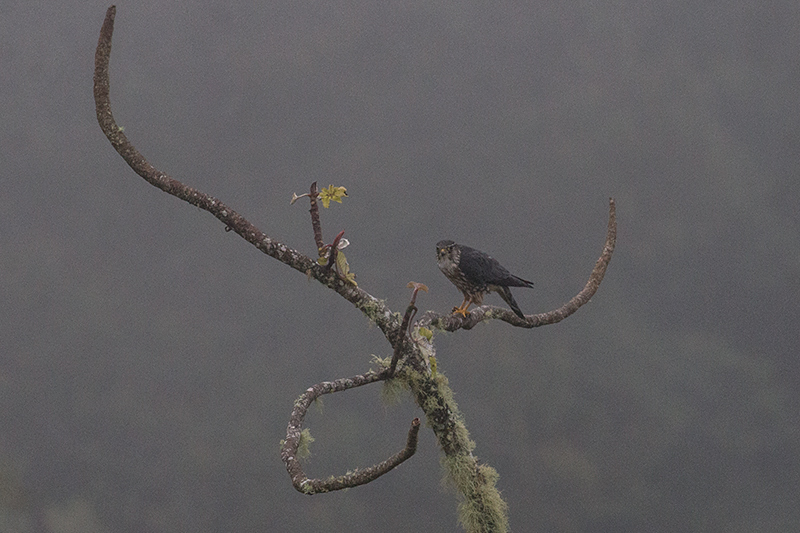 Merlin in Fog, Starlight Chalet, Jamaica