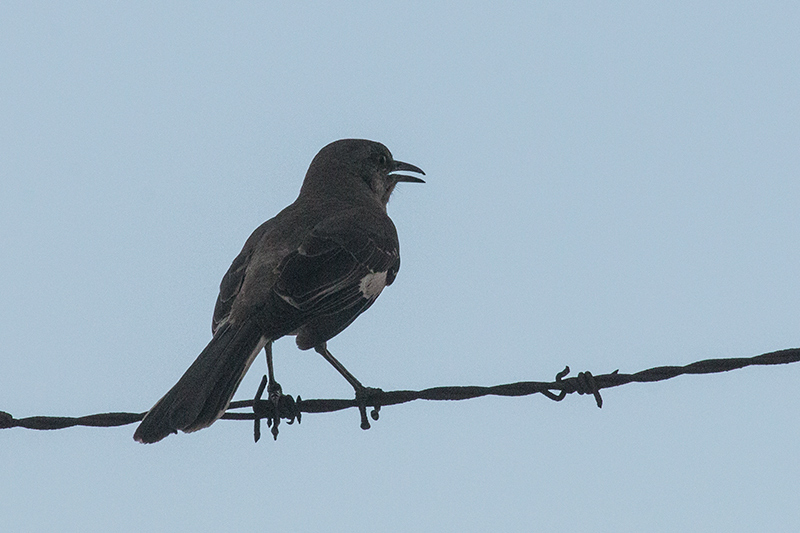 Northern Mockingbird, Knutsford Court Hotel, Kingston, Jamaica