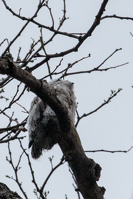 Juvenile Northern Potoo, Hope Gardens, Kingston, Jamaica