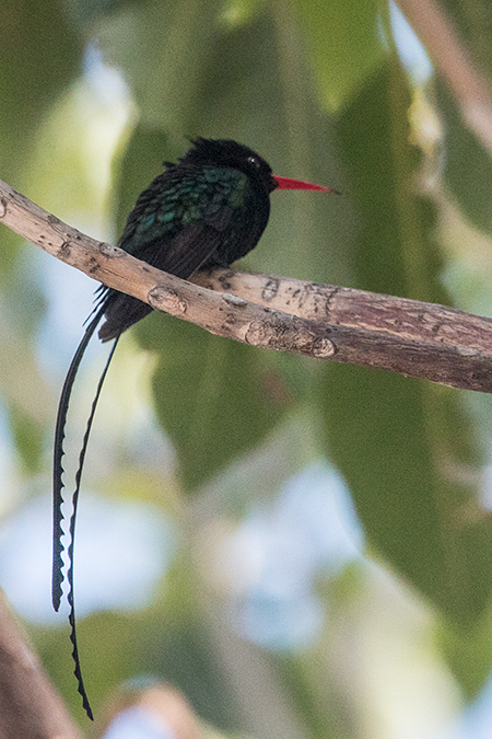 Streamertail, Red-billed Streamertail, A Jamaican Endemic, Kingston, Jamaica