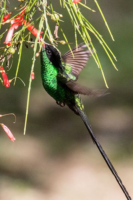 Streamertail, Red-billed Streamertail, A Jamaican Endemic, Forres Park, Jamaica