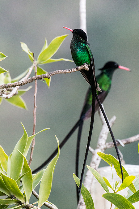 Streamertail, Red-billed Streamertail, A Jamaican Endemic, Starlight Chalet, Jamaica