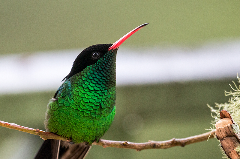 Streamertail, Red-billed Streamertail, A Jamaican Endemic, Starlight Chalet, Jamaica