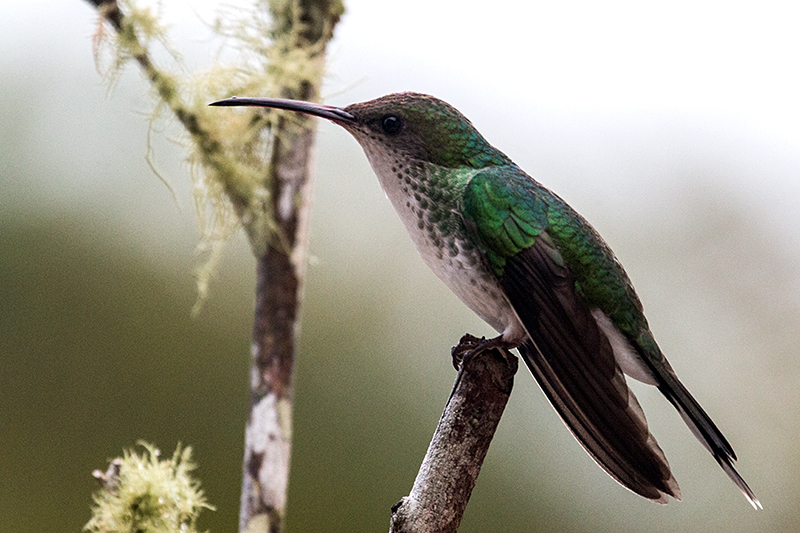 Streamertail, Red-billed Streamertail, A Jamaican Endemic, Starlight Chalet, Jamaica