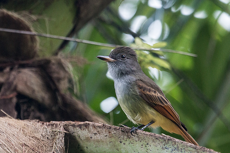 Rufous-tailed Flycatcher, A Jamaican Endemic, Ecclesdown Road, Jamaica