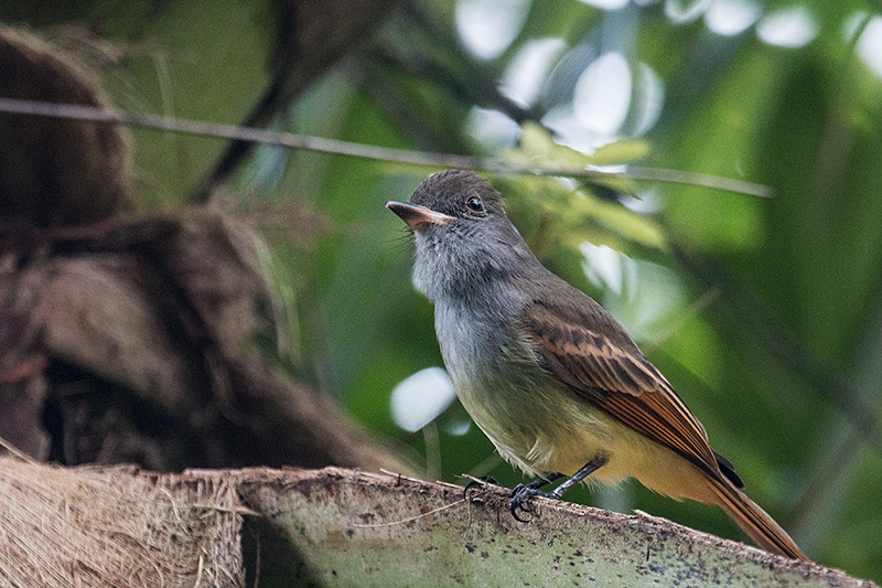 Rufous-tailed Flycatcher, A Jamaican Endemic, Ecclesdown Road, Jamaica