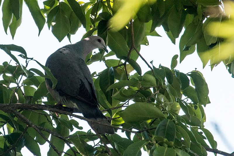 Ring-tailed Pigeon, Abbey Green Estate, Jamaica