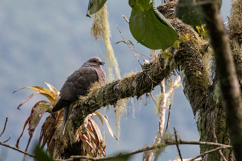 Ring-tailed Pigeon, Hardwar Gap, Jamaica