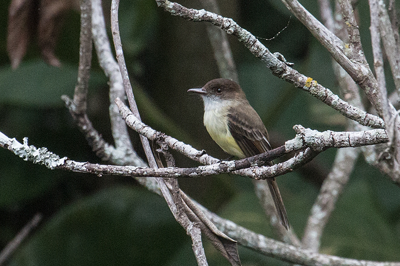 Sad Flycatcher, A Jamaican Endemic, Forres Park, Jamaica