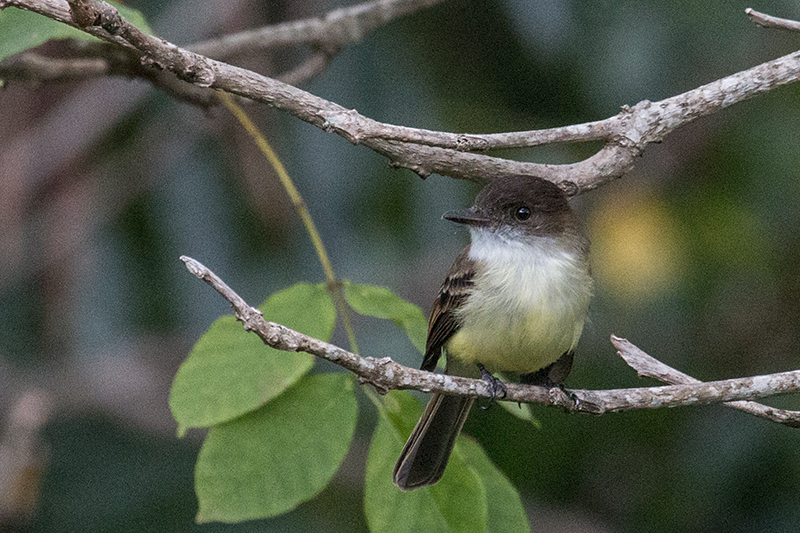 Sad Flycatcher, A Jamaican Endemic, Forres Park, Jamaica