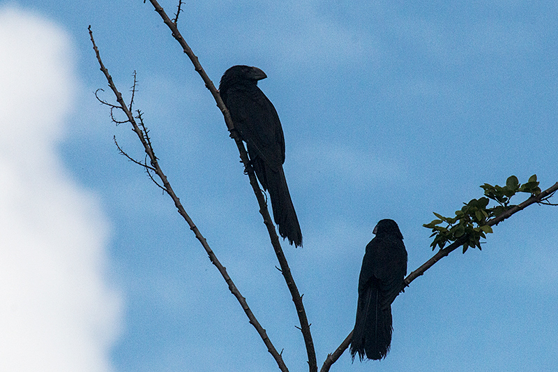 Smooth-billed Ani, Ecclesdown Road, Jamaica