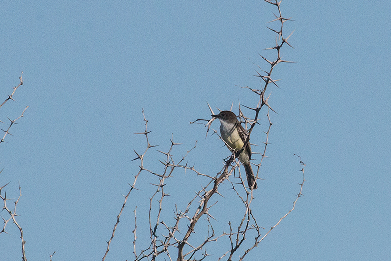 Stolid Flycatcher, Hellshire Hills, Jamaica