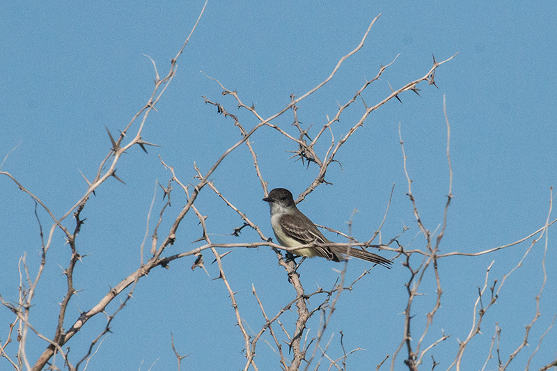 Stolid Flycatcher, Hellshire Hills, Jamaica