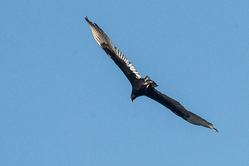 Turkey Vulture, Hellshire Hills, Jamaica