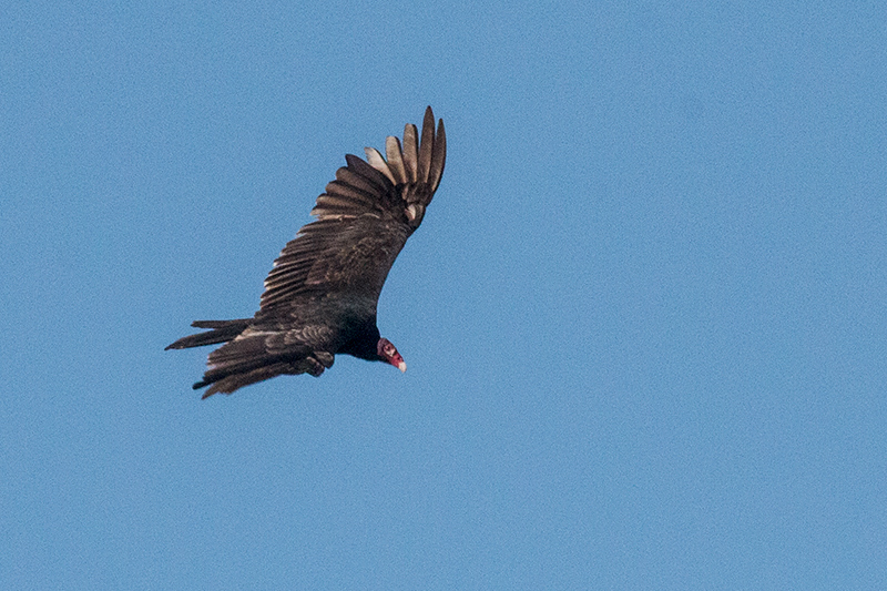 Turkey Vulture, Hellshire Hills, Jamaica