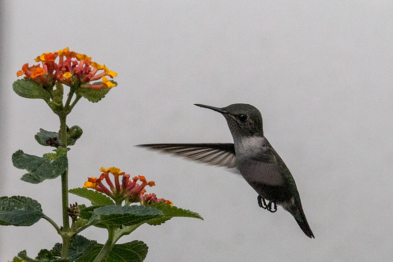 Vervain Hummingbird, Knutsford Court Hotel, Kingston, Jamaica