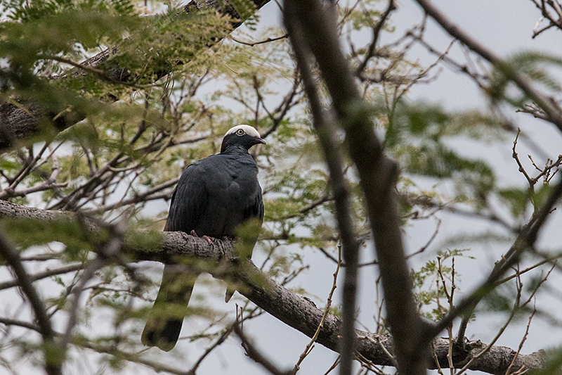 White-crowned Pigeon, Hope Gardens, Kingston, Jamaica