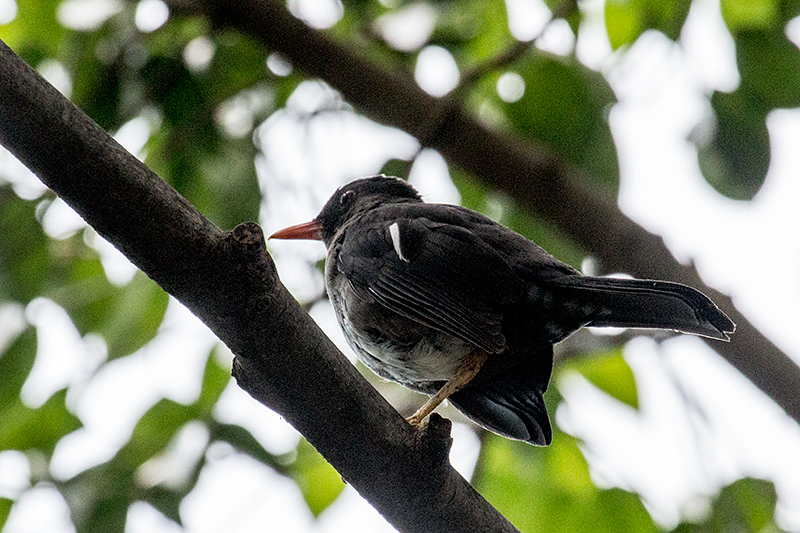 White-chinned Thrush, A Jamaican Endemic, Hope Gardens, Kingston, Jamaica