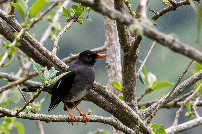 White-chinned Thrush, A Jamaican Endemic, Starlight Chalet, Jamaica