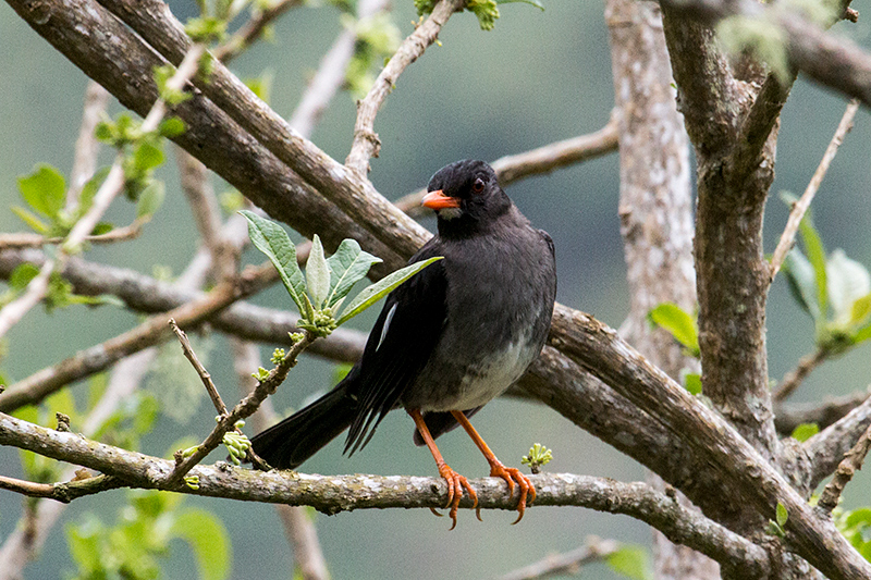 White-chinned Thrush, A Jamaican Endemic, Starlight Chalet, Jamaica