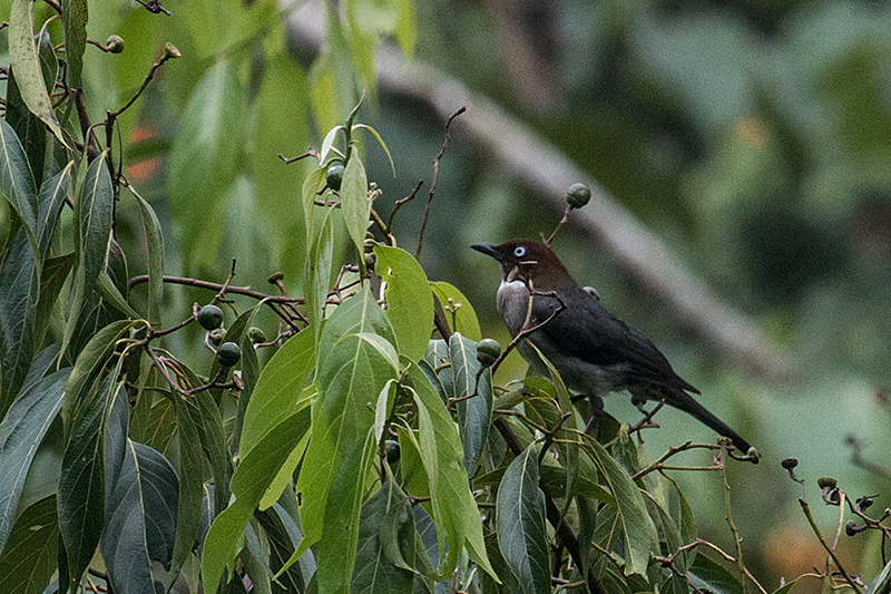 White-eyed Thrush, A Jamaican Endemic, Ecclesdown Road, Jamaica