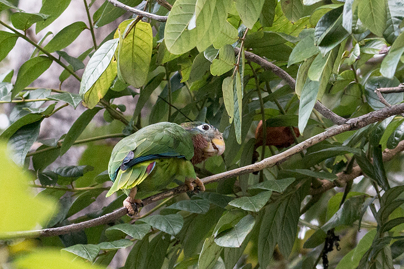 Yellow-billed Parrot, Hope Gardens, Kingston, Jamaica