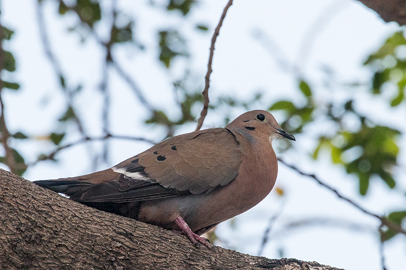 Zenaida Dove, Knutsford Court Hotel, Kingston, Jamaica