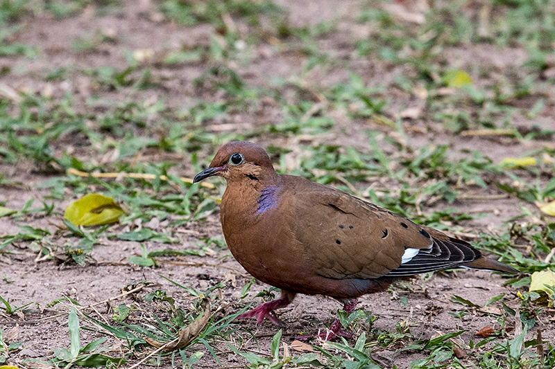 Zenaida Dove, Hope Gardens, Kingston, Jamaica