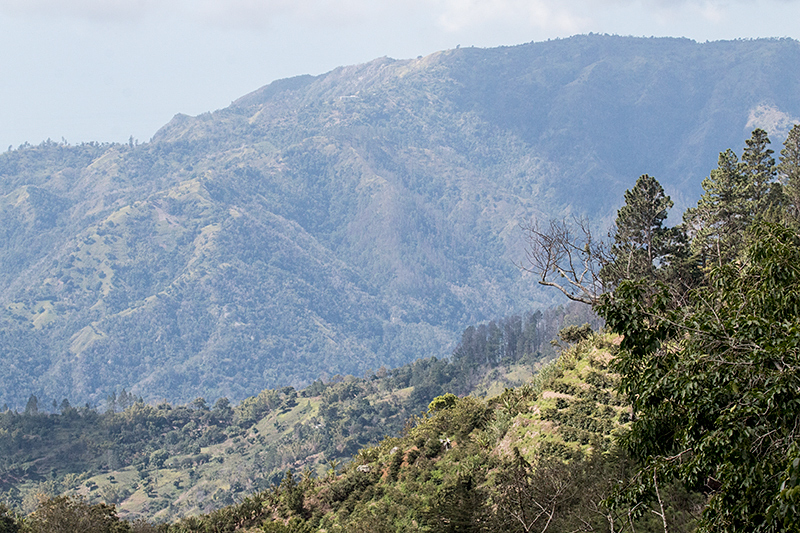 Blue Mountains, Jamaica