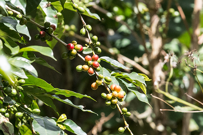 Blue Mountain Coffee, Abbey Green Estates, Jamaica