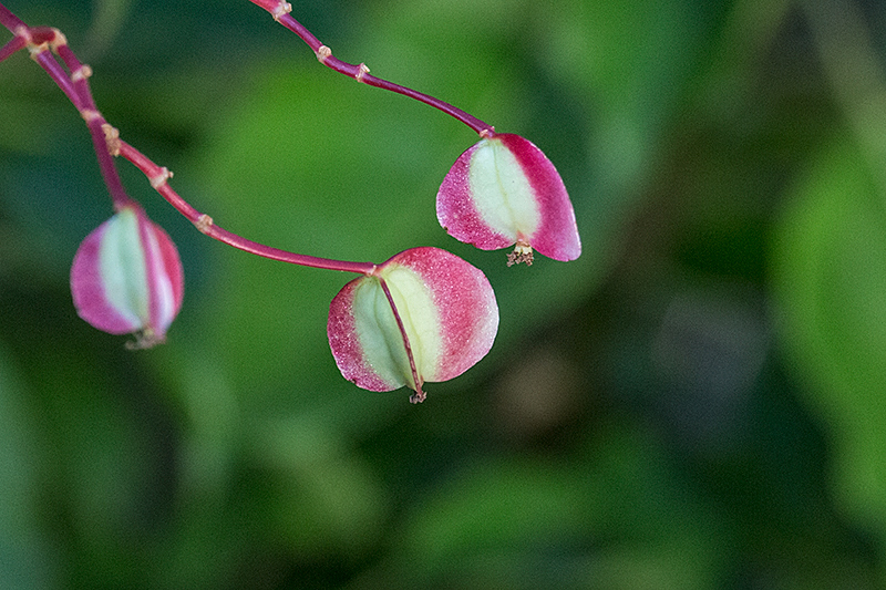 Begonia Fruits, Woodside Road, Jamaica