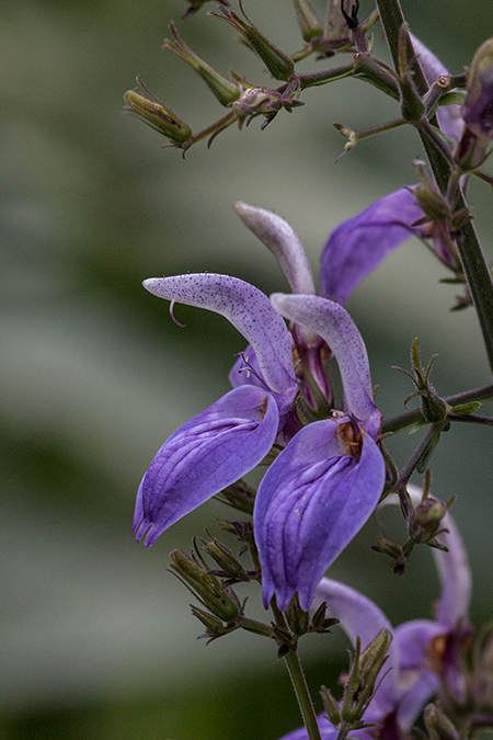 Hardwar Gap Flowers, Jamaica