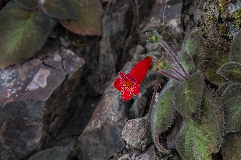 Kohleria (probably K. hirsuta) in the Gesneriaceae, Hardwar Gap, Jamaica