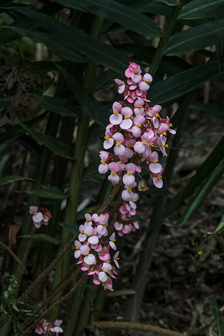 Begonias, Hardwar Gap, Jamaica