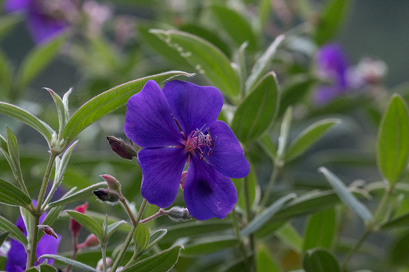 Tibouchina in the Melastomataceae, Hardwar Gap, Jamaica