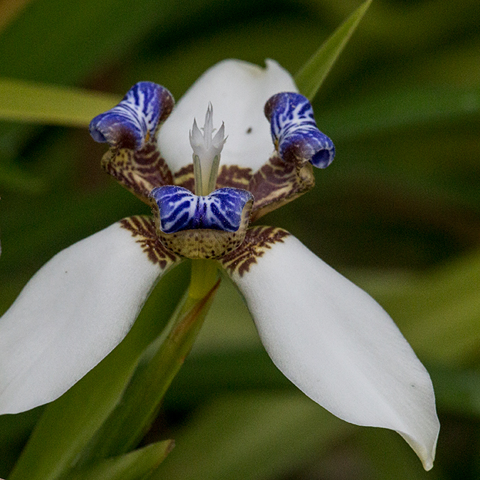 Walking Iris, Starlight Chalet, Jamaica