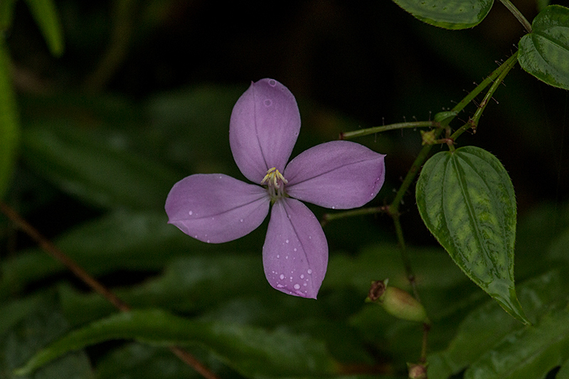 Flower, Ecclesdown Road, Jamaica