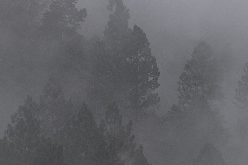 Foggy Afternoon, Starlight Chalet, Jamaica