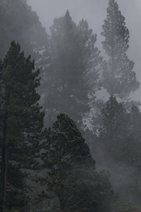 Foggy Afternoon, Starlight Chalet, Jamaica