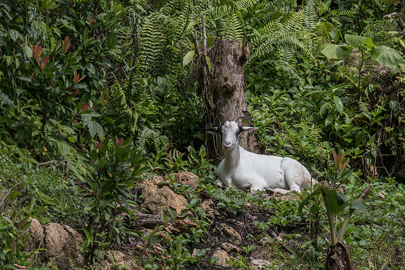 Goat, Ecclesdown Road, Jamaica