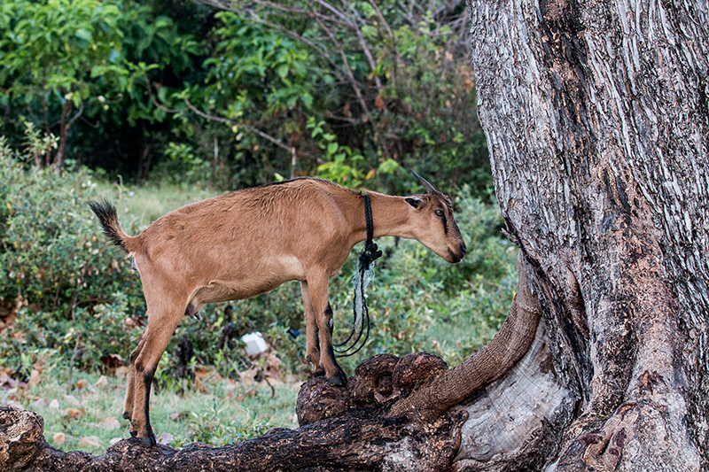 Goat, Hector's River, Jamaica