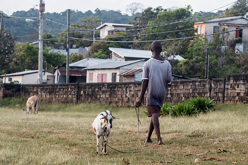 Goat, Hector's River, Jamaica